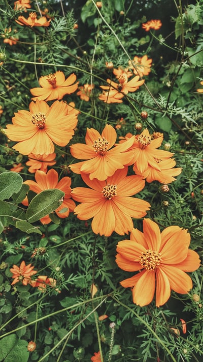 工厂的照片完全盛开橙色有花瓣的花
